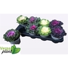 Brassica (sierkool)