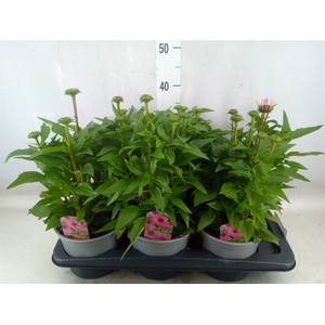 Echinacea purp. 'Mooodz Courage'