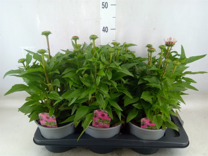 <h4>Echinacea purp. 'Mooodz Courage'</h4>