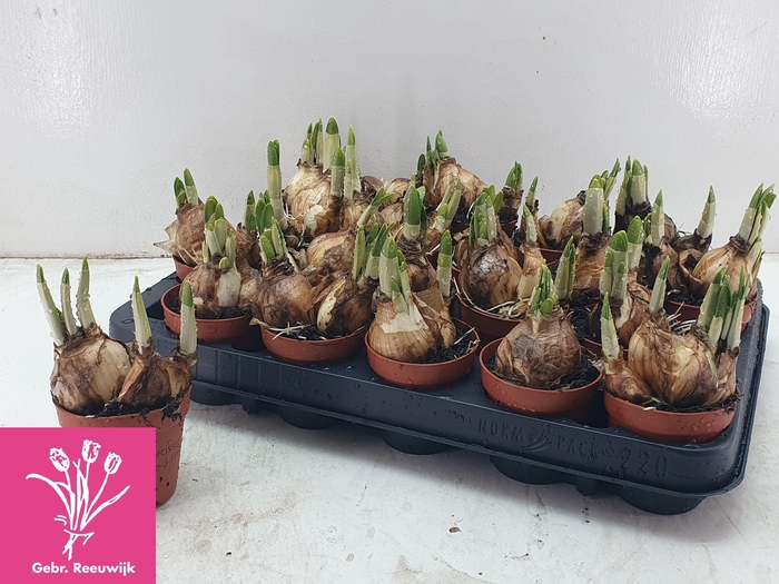 <h4>NARC O TETE A TETE</h4>