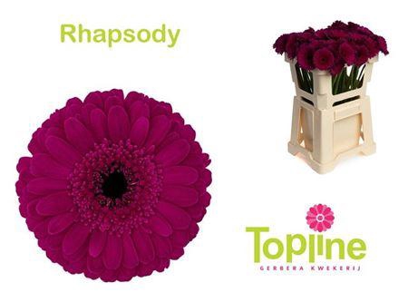 <h4>Ge Mi Rhapsody</h4>