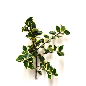 HULST / ILEX PER KILO HUSLT/ILEX BONT PER KILO