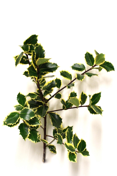 <h4>HULST / ILEX PER KILO HUSLT/ILEX BONT PER KILO</h4>