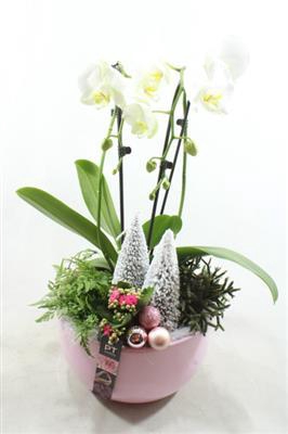 <h4>3518 Roze Ker Cascade</h4>