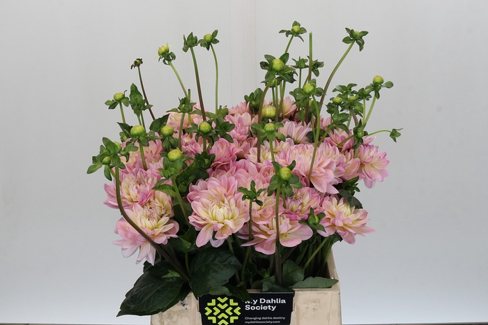 <h4>Dahlia Dianas Memory</h4>