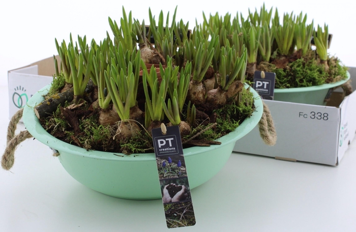 <h4>ARR MUSCARI</h4>