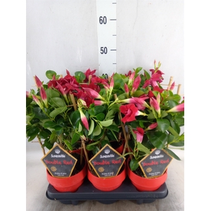 Mandevilla  'Sundavil Double Red'