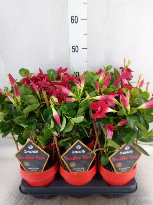 <h4>Mandevilla  'Sundavil Double Red'</h4>