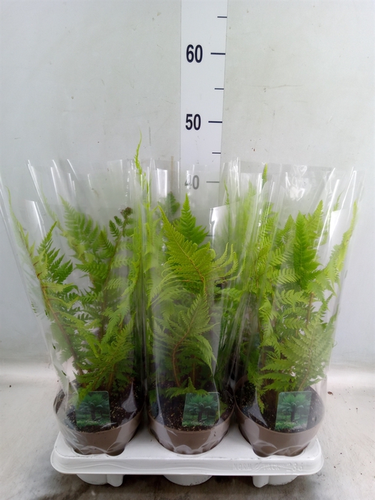 <h4>Cyathea australis</h4>