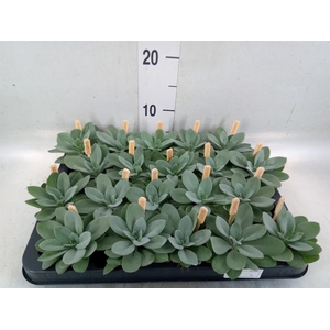 Senecio cephal. 'Mountain Fire'