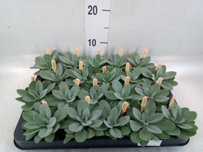 <h4>Senecio cephal. 'Mountain Fire'</h4>