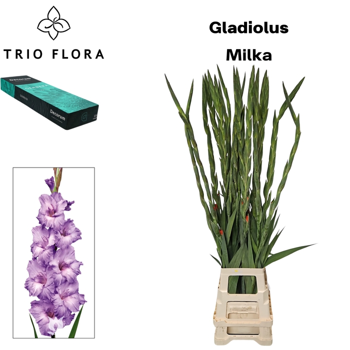 <h4>GLAD GR MILKA Small Box 30</h4>