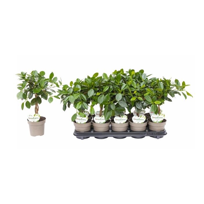 <h4>FIC MI MAYA</h4>