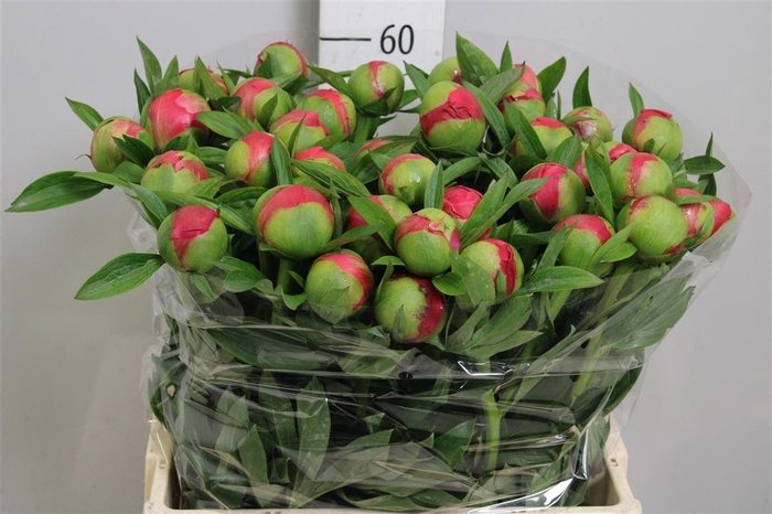 <h4>Paeo Coral Charm</h4>