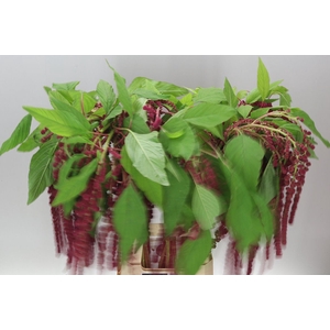 Amaranthus Ca Rosary