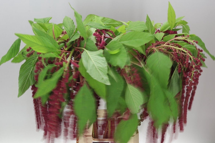 <h4>Amaranthus Ca Rosary</h4>