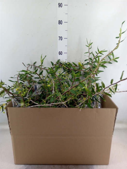 <h4>Dendrobium   ...</h4>