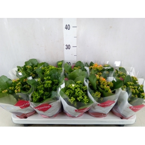 Kalanchoe blos.   ..mix 6