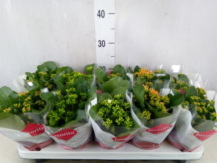 <h4>Kalanchoe blos.   ..mix 6</h4>