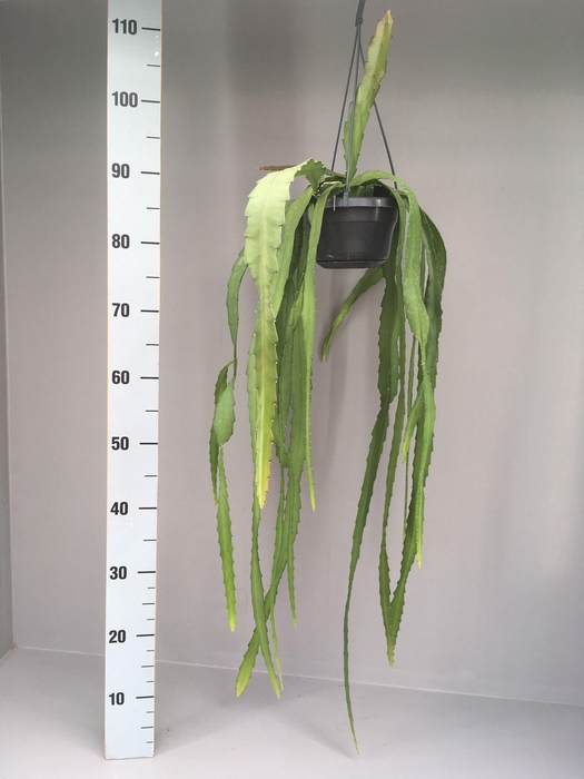 <h4>Epiphyllum ackermanii</h4>