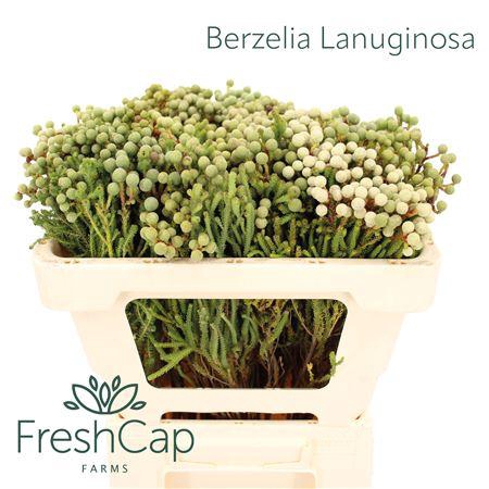 <h4>Berzelia Lanuginosa</h4>