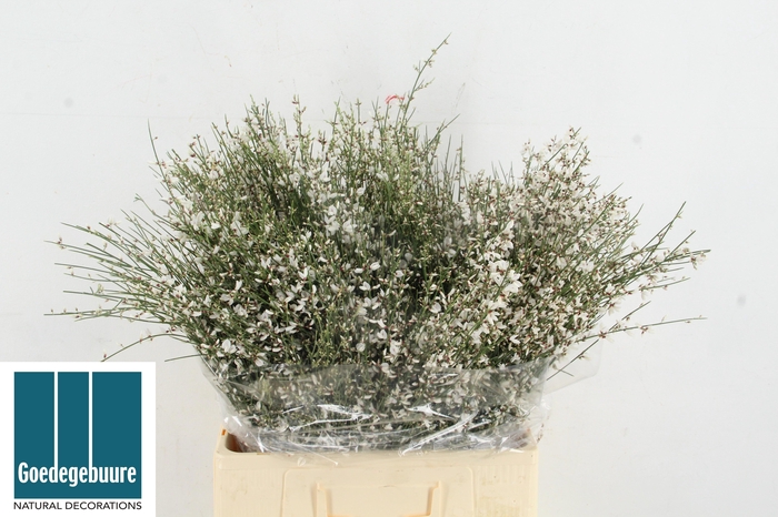 <h4>GEN OV WIT BS</h4>