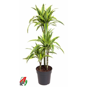 Dracaena fragrans Deremensis Grp Lemon Lime