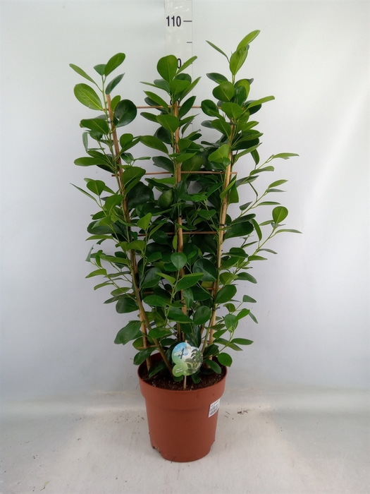 <h4>Ficus microcarpa 'Moclame'</h4>