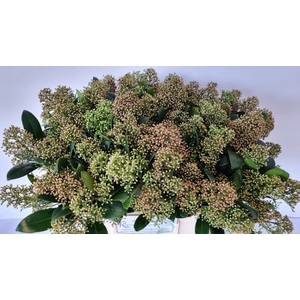 Skimmia salmon beauty