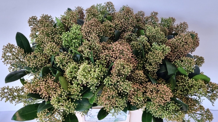 <h4>Skimmia salmon beauty</h4>