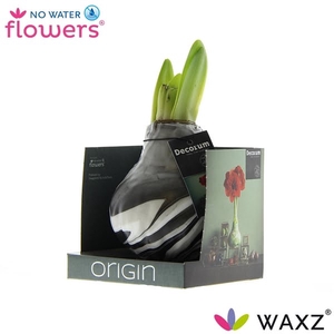 Hipp Waxbulb Artooz Black Giftbox