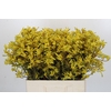 Anigozanthos Bush Down