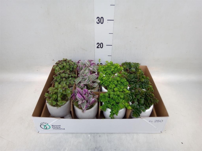 <h4>Arr.   Kamerplant Groen L%</h4>