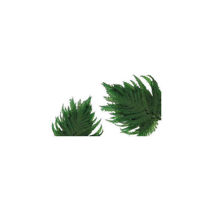 <h4>Fern Plume Green FPL/9102</h4>