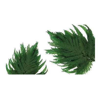 <h4>Fern Plume Green FPL/9102</h4>