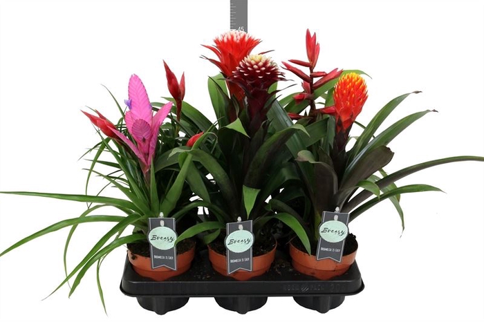 Bromelia   ...mix