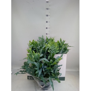 Phlebodium aureum 'Blue Star'