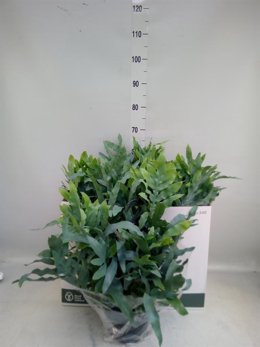 <h4>Phlebodium aureum 'Blue Star'</h4>