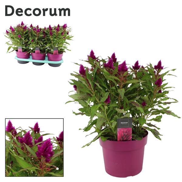<h4>Celosia 'Deep Purple' with label P19 | Decorum</h4>