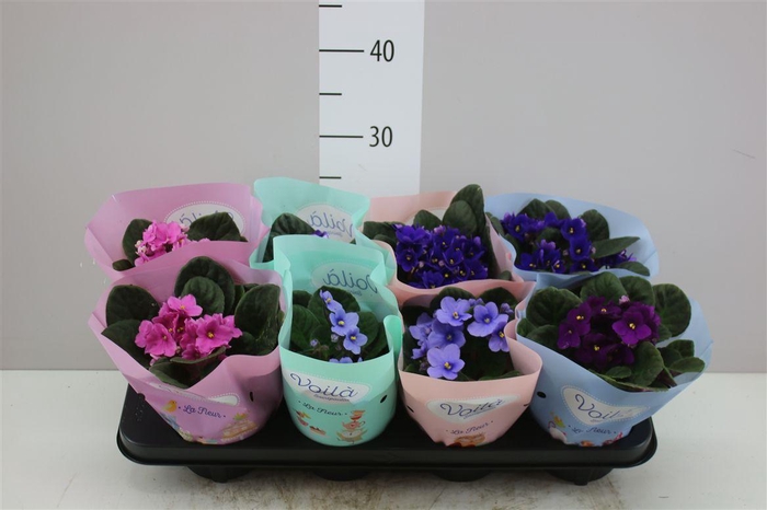 <h4>Saintpaulia Gemengd</h4>