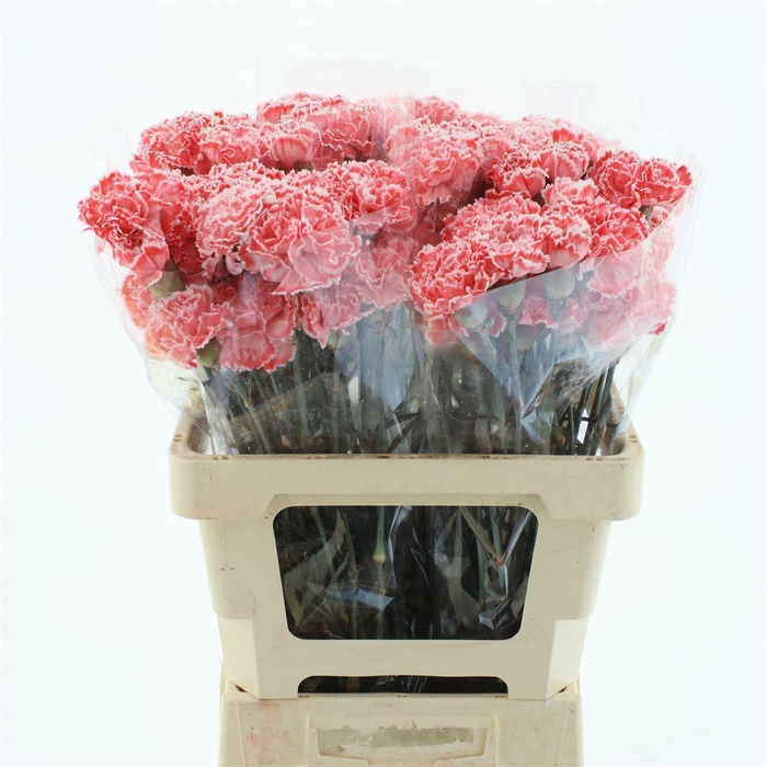 <h4>Di St Klb Red</h4>