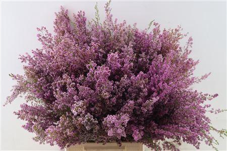 <h4>ERICA BICOLOR P BUNCH</h4>
