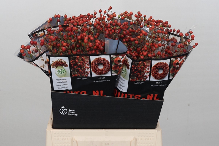 <h4>Rosehip Autumn Rosefruits</h4>