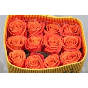 R Gr Orange Crush Ec