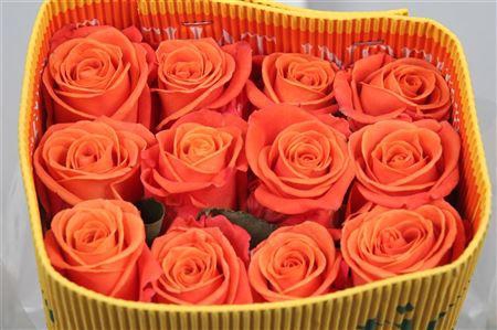 <h4>R Gr Orange Crush Ec</h4>