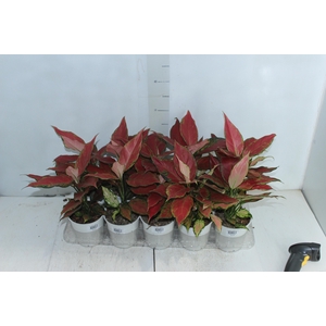 AGLAONEMA CHERRY BABY P12