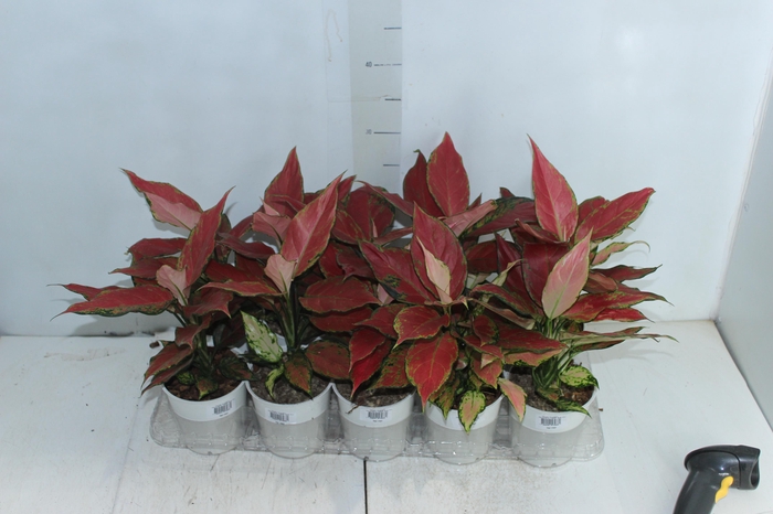 <h4>AGLAONEMA CHERRY BABY P12</h4>