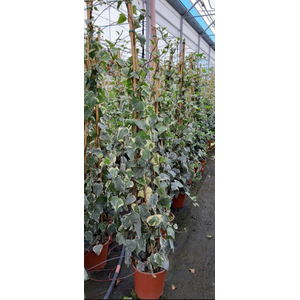Hedera helix