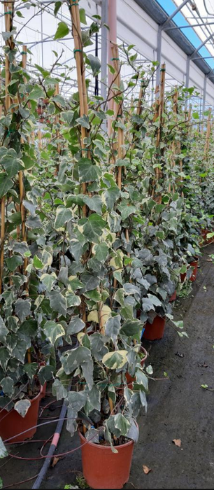 <h4>Hedera helix</h4>