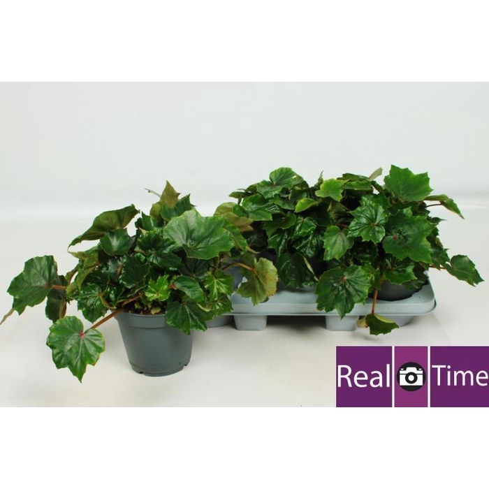 <h4>BEG RUBI VERDE</h4>